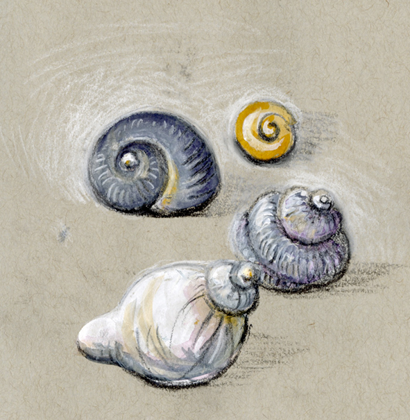 Sketch of shells